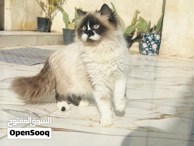 قطه هملايا هادى ولعوبه ونظيفه
