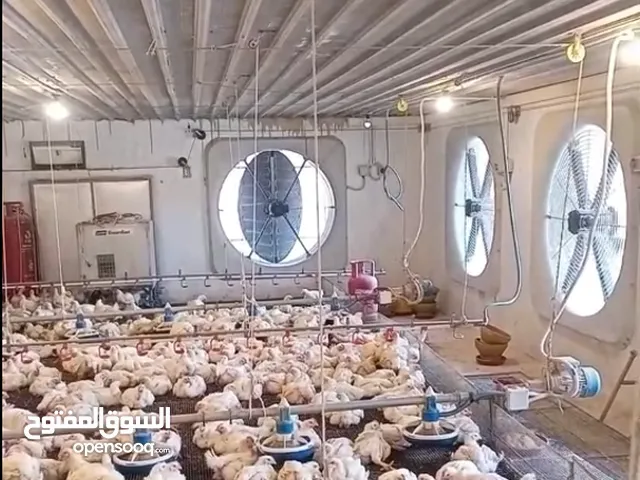 مشروع الدواجن