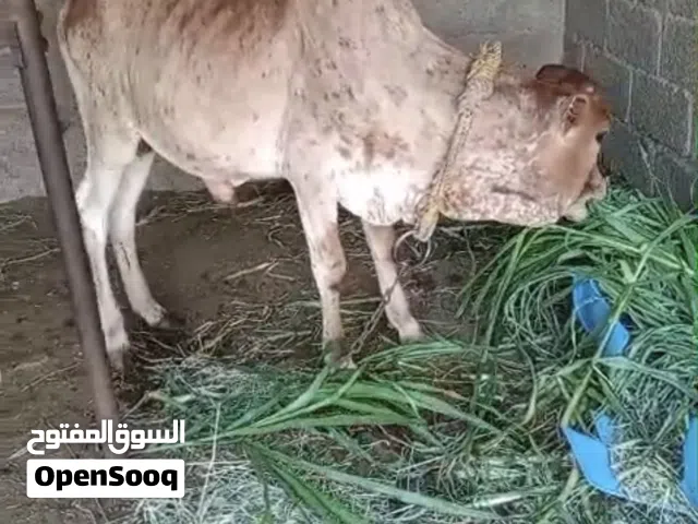 ثور مطعوم للبيع
