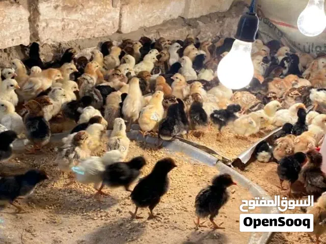 العمر 10ايام واخدات التحصينات