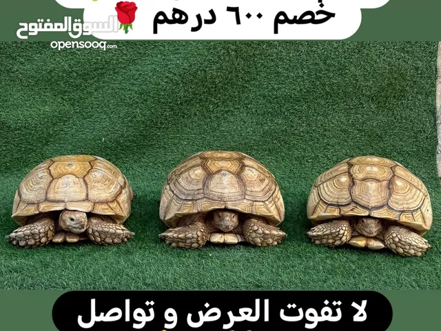 سلاحف سولكاتا المميزه Solcata turtles