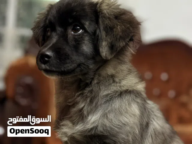 جرو مالتيز عمر صغير لعوب جدا