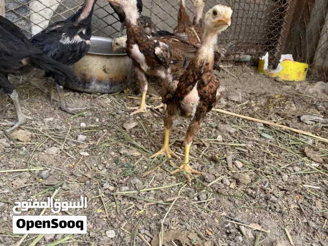 افراخ دجاج هندي