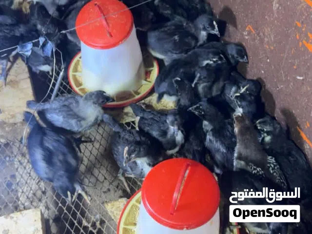 صيصان استرالوب لون اسود، عمر الصوص 20يوم، ماخذه المطاعيم  النيوكسل واي بيه وفيتامينات، متوفر 43صوص