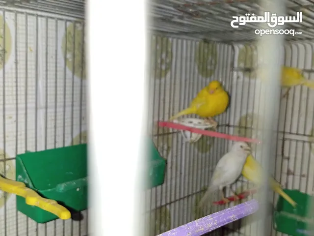 مخاليف كنار حبة طويلة عمرهم 6 شهور