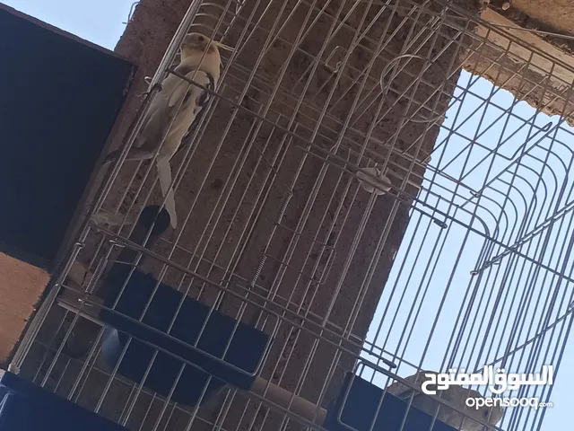 عصفير كوكتيل