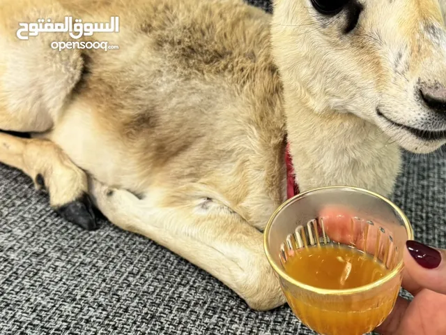 غزال الريم