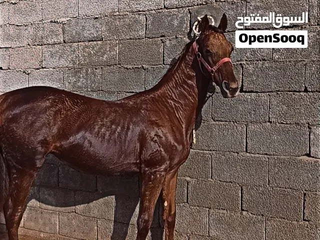 السلام عليكم ورحمة الله وبركاته مهر سباق للبيع بعمر13شهر(اقرا الوصف)