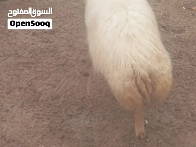 ثنيه كل جال حبتين