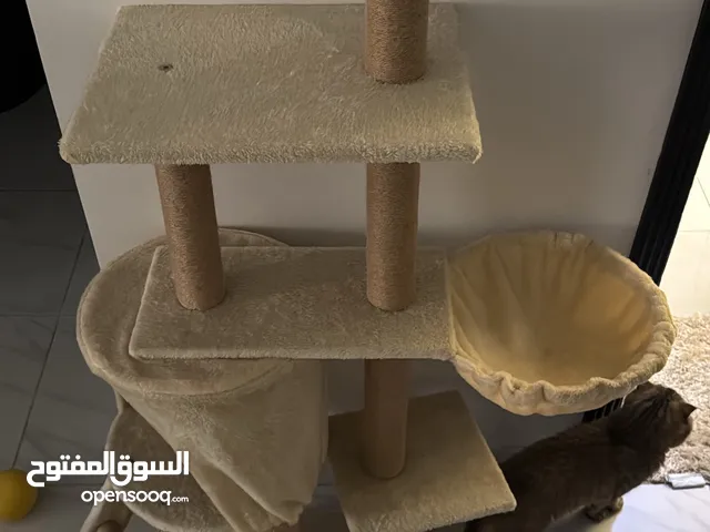 Multi-Level Cat Tree