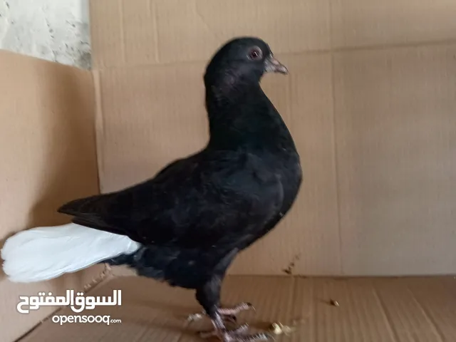 فرخين اخوان مفاطيم للبيع او البدل