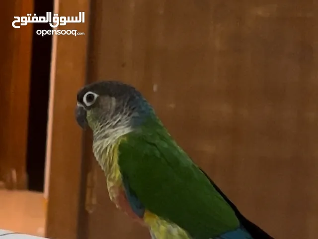 Green cheeked conure parrot