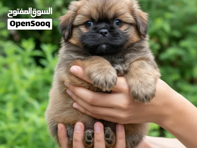 نتايه بكنواه