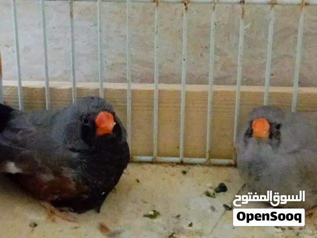 الله يبارك كوبيا شاركول مكس