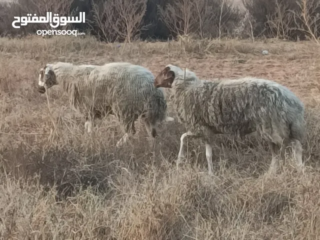 زوز نعجات احيال سنهم اتنيات واحدة توميه ولدة قبل  ووحدة امها تلوتيه