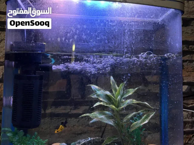 حوض سمك الشكل مربع.