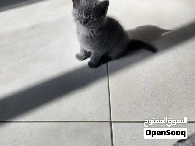 سكوتش ستريت