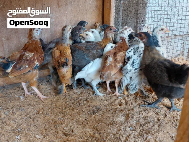 متاح كتكوت (براهما +هجين ع البراهما + رود +فيومي +عربي)