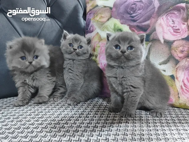 بريتش شورت هير ولونك هير ذكر و اناث. قطط جميلة