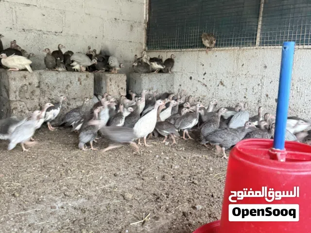 للبيع كنج العمر شهرين وفوق