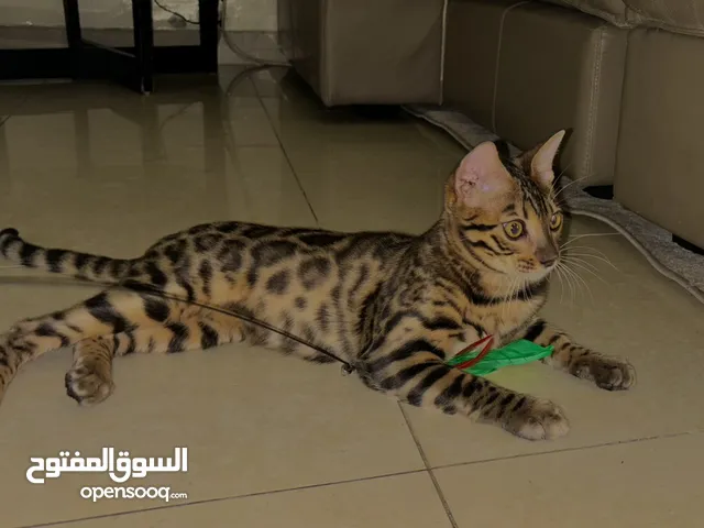 GORGEOUS 7 MONTH BENGAL
