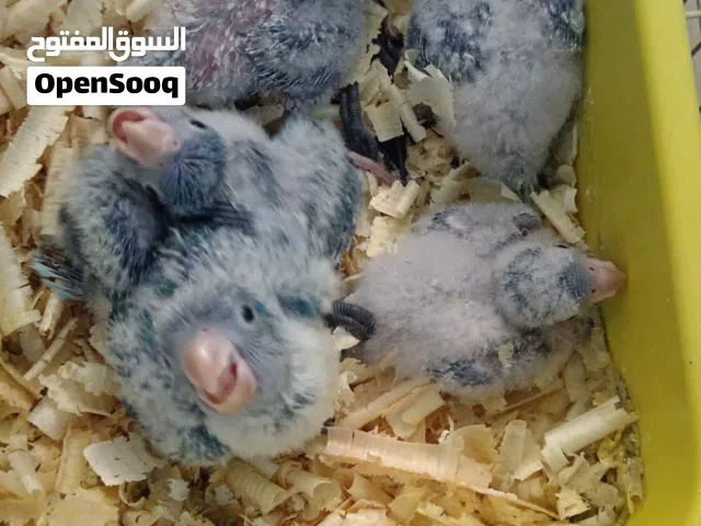 افراخ كويكر زق افراخ كساندرا زق زق افراخ دربيان زق افراخ دره زق