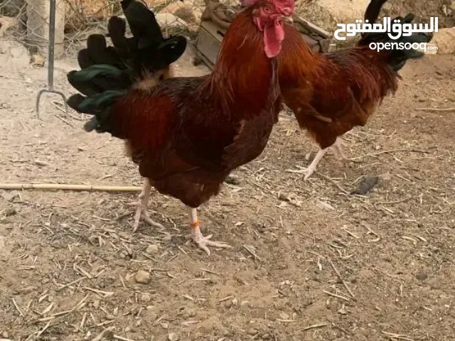 متوفر دجاج الفرنسي الحر الكتكوت والبيض المخصب ايضا خصوبة تفوق 90%