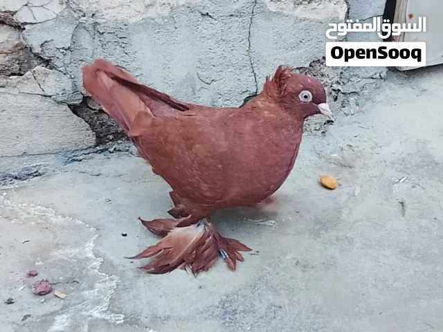 السلام عليكم طيره راعبي نجفي خط اول