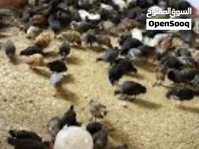 فري للبيع عمره اسبوع اي 10 ايام