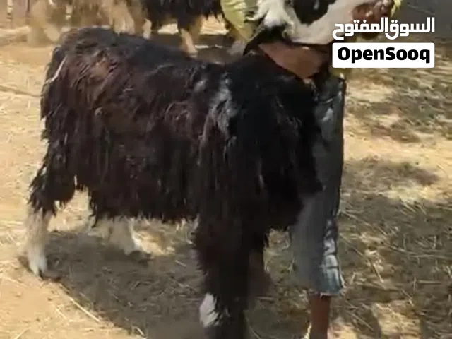 كباشه نجديات
