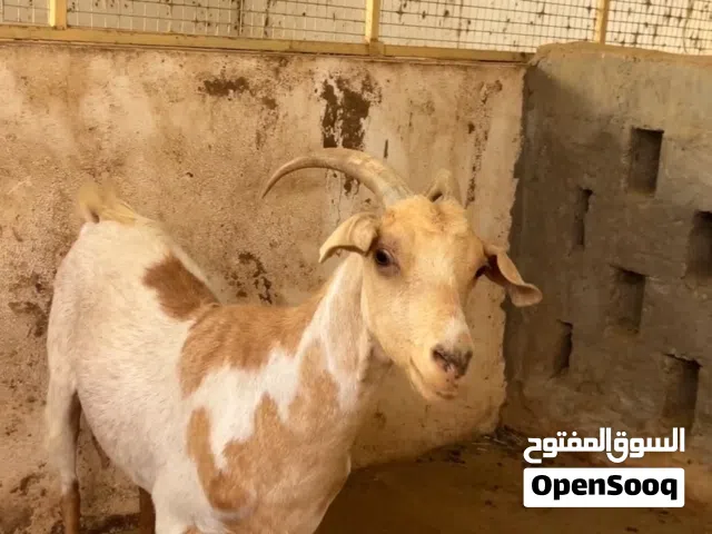شاه عاقر صغيره في السن شحم و لحم