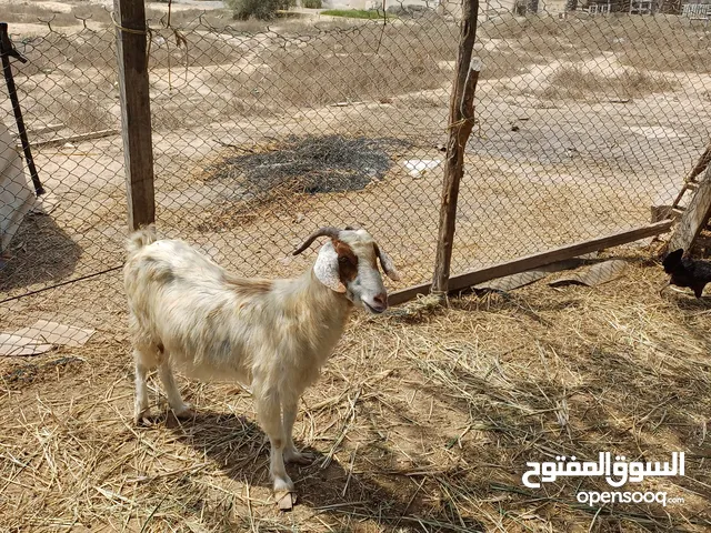 للبيع شاه الجاد يتواصل بسعر ممتاز