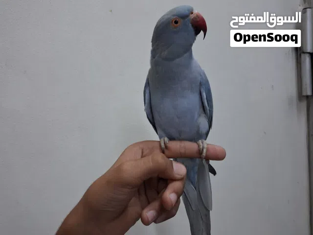 للبيع متو اللون ازرق