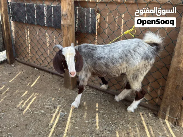 اربع اغنام البيع