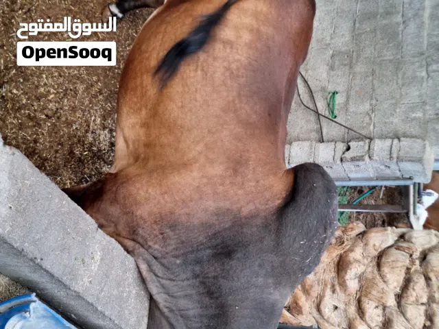 ثيران مطعومة عندنا فالمزرعة مطعومة