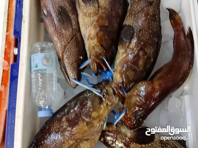 اسماك طازجة ومبردة نورد للمطاعم والاسترحات والافراد اسعار جملة الجملة