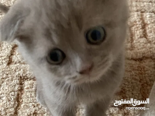 قطة سكوتش فولد عمرها شهرين