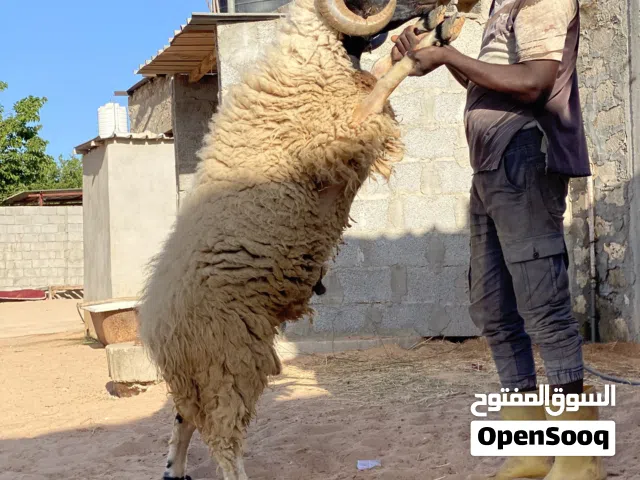 فحل الوطني