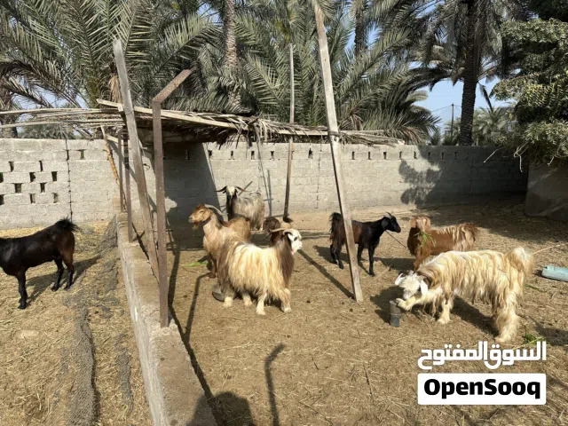 جدايه للبيع