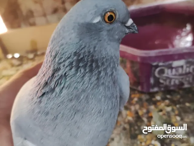طيرتين نوريات للبيع