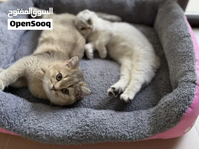 سكوتش فولد بيور مستوى قوي