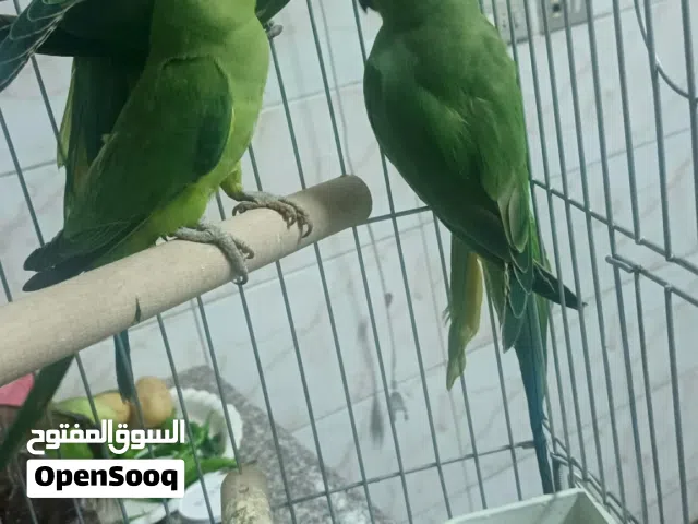 ثلاث حبات دره شوف الوصف