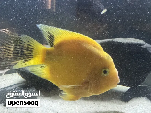 اسماك زينه للبيع