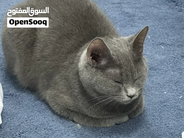 برتش هير للتبني انثى