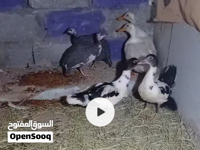 بط للبيع شوف الوصف