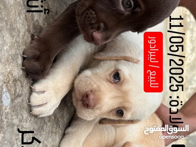 ليبرادور-Labrador كلاب puppies