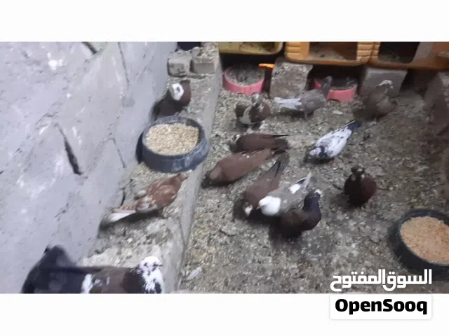 طيور ماعرف انواعهن بيهن هاذه الحمر بغدادي او ثور ماعرف ايش شلعه برج كامل البيع عدهن افراخ او بيض