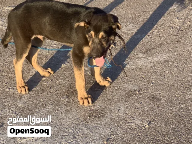 كلب جيرمن شيبرد للبيع