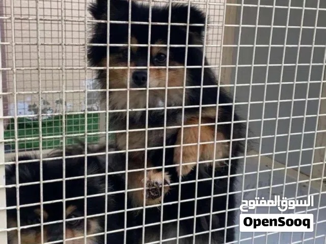 Pomeranian (بوميرينيان) بيور