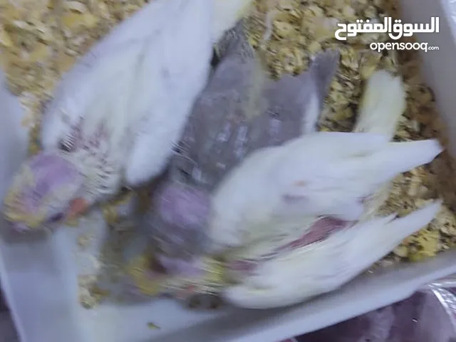 افراخ زق الحبشي الواحد على 20 والأصفر الواحد على 25